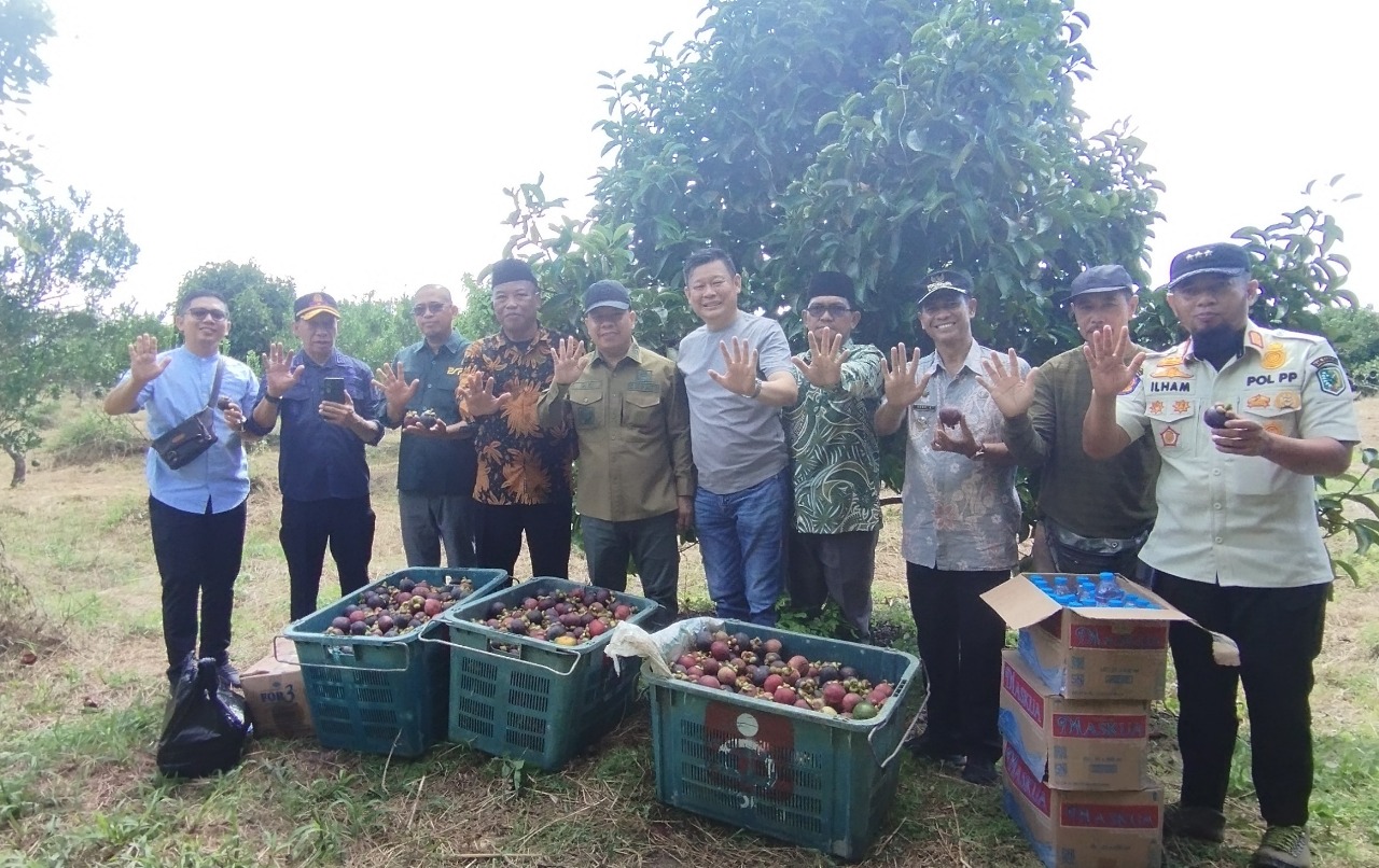 PANEN MANGGIS DI SEGARAU, BUPATI SATONO APRESIASI INOVASI WARGA MENINGKATKAN EKONOMI LOKAL